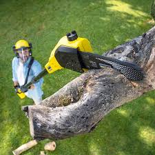 Reliable Highland Heights, OH Tree Care  Solutions