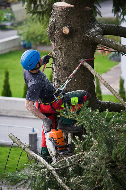 Lawn Renovation and Restoration in Highland Heights, OH